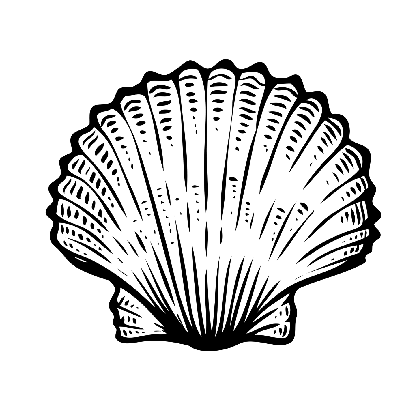 SCALLOP SHELL