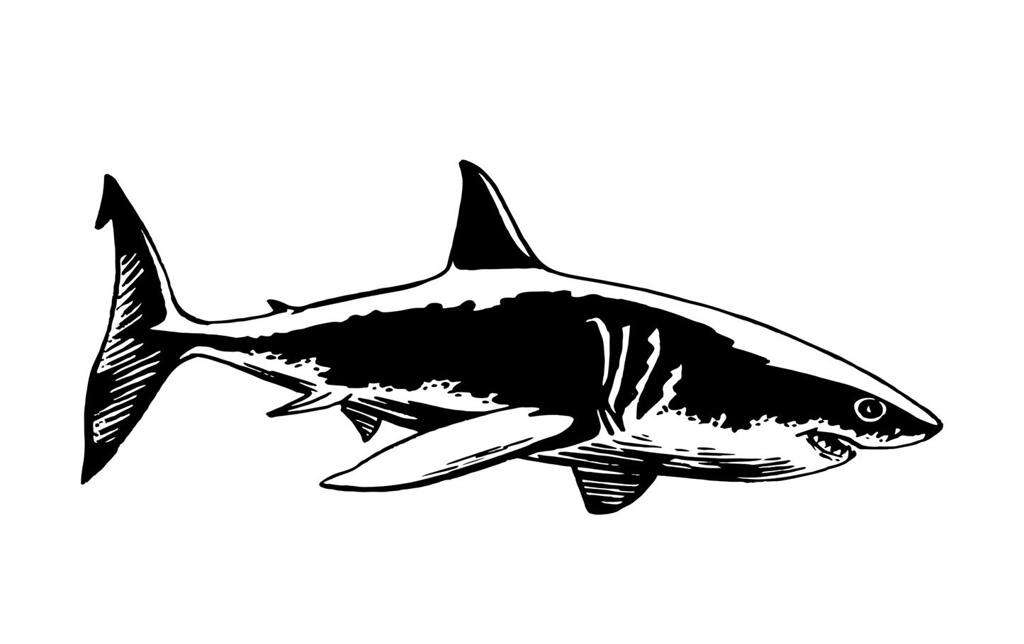 SHARK